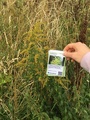 Kanadagullris (Solidago canadensis)