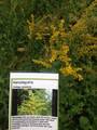 Kanadagullris (Solidago canadensis)