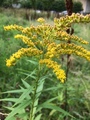 Kanadagullris (Solidago canadensis)