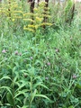 Kanadagullris (Solidago canadensis)