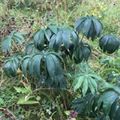 Hagelupin (Lupinus polyphyllus)