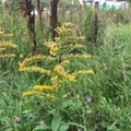 Kanadagullris (Solidago canadensis)