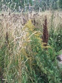 Kanadagullris (Solidago canadensis)