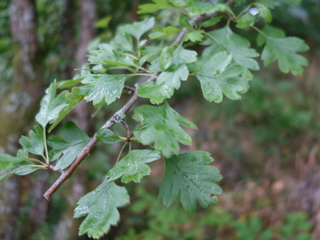 Hagtorn (Crataegus monogyna subsp. nordica)