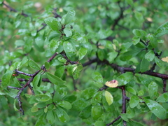 Slåpetorn (Prunus spinosa)