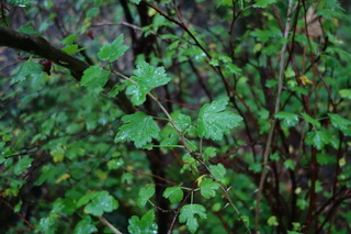 Stikkelsbær (Ribes uva-crispa)