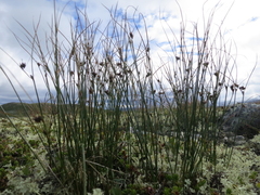 Three-leaved Rush (Juncus trifidus)