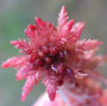 Rødtorvmose (Sphagnum rubellum)