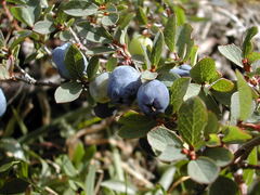 Blokkebær (Vaccinium uliginosum)