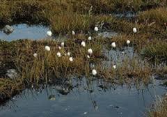 Myrull (Eriophorum sp.)