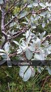 Lappvier (Salix lapponum)