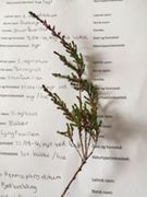 Røsslyng (Calluna vulgaris)