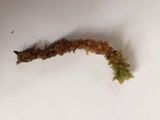 Torvmoser (Sphagnum sp.)