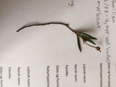Bog-rosemary (Andromeda polifolia)