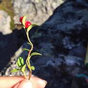 Cowberry (Vaccinium vitis-idaea)
