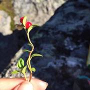 Tyttebær (Vaccinium vitis-idaea)