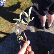 Sølvvier (Salix glauca subsp. glauca)