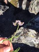 Ryllik (Achillea millefolium)