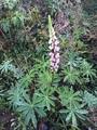 Hagelupin (Lupinus polyphyllus)