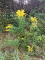 Kanadagullris (Solidago canadensis)