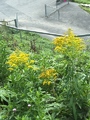 Kanadagullris (Solidago canadensis)