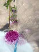 Hvitbladtistel (Cirsium heterophyllum)