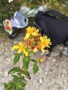 Gullris (Solidago virgaurea)