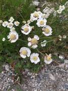 Nyseryllik (Achillea ptarmica)