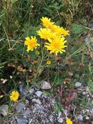 Skjermsveve (Hieracium umbellatum)