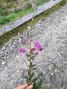 Geitrams (Epilobium angustifolium)