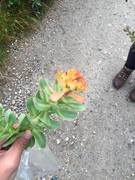 Rosenrot (Rhodiola rosea)