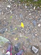 Meadow Buttercup (Ranunculus acris)