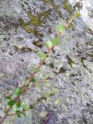 Dvergbjørk (Betula nana subsp. nana)