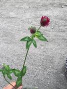 Rødkløver (Trifolium pratense)