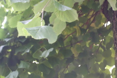 Lindeslekta (Tilia)