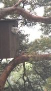 Tawny Owl (Strix aluco)