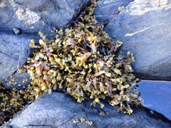 Kaurtang (Fucus spiralis)