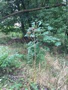 Giant Hogweed (Heracleum mantegazzianum)