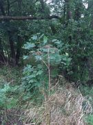 Giant Hogweed (Heracleum mantegazzianum)