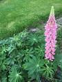 Hagelupin (Lupinus polyphyllus)