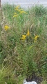 Kanadagullris (Solidago canadensis)