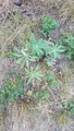 Hagelupin (Lupinus polyphyllus)