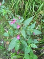 Kjempespringfrø (Impatiens glandulifera)