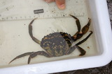 Strandkrabbe (Carcinus maenas)