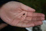 Strandkrabbe (Carcinus maenas)