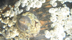 barnacle (Semibalanus balanoides)