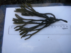 Sponge seaweed (Codium fragile)