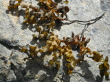 Brunalgar (Phaeophyta)