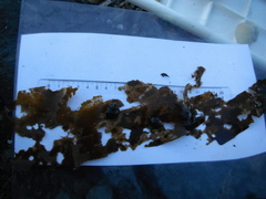 Sugar Kelp (Saccharina latissima)