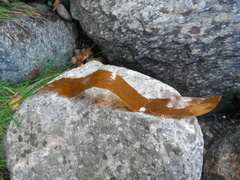 Oarweed (Laminaria digitata)